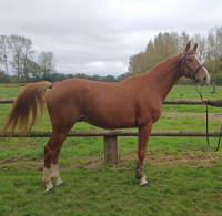 Vente de cheval : Millesime Belmaniere